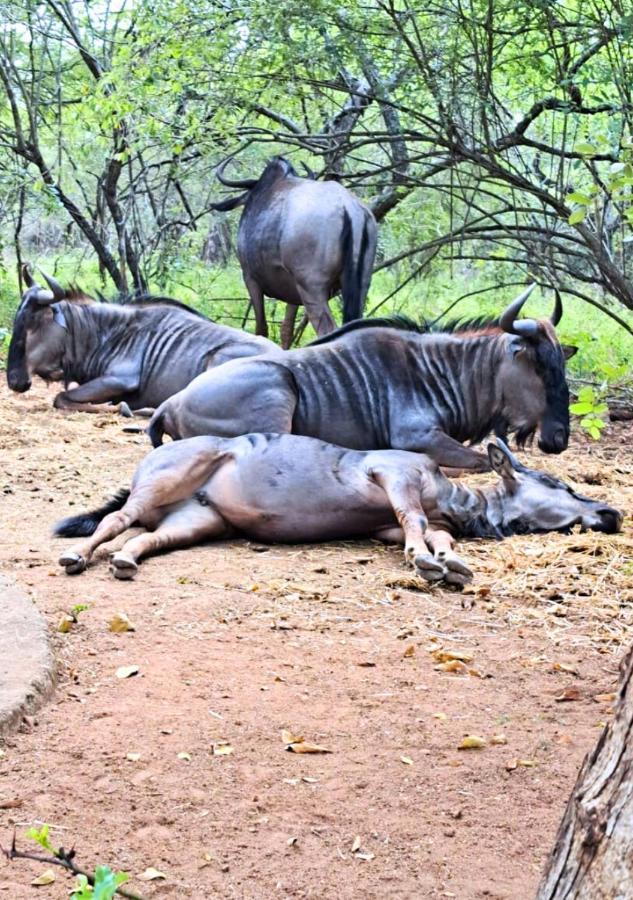 Lion King Villa Marloth Park Eksteriør bilde